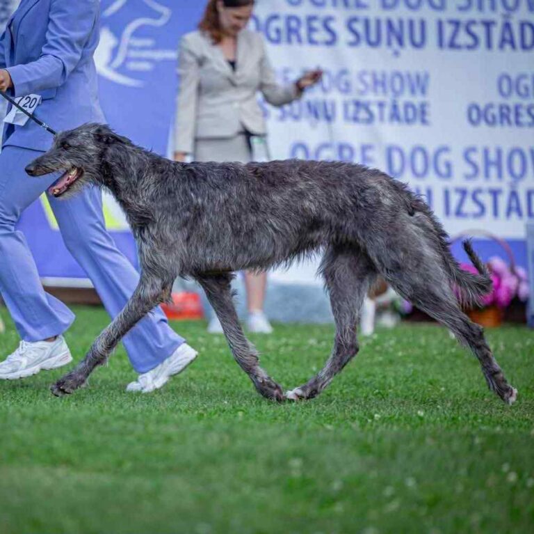 5-Ch.Uoga of Muma dite Nessie