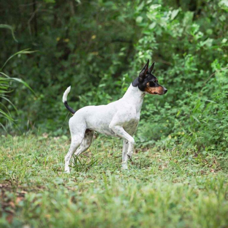 5- Ch.Ursule of Muma