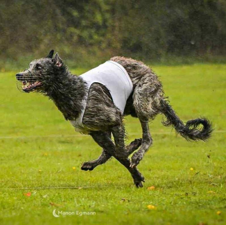 5-Ch.Valacar of Muma