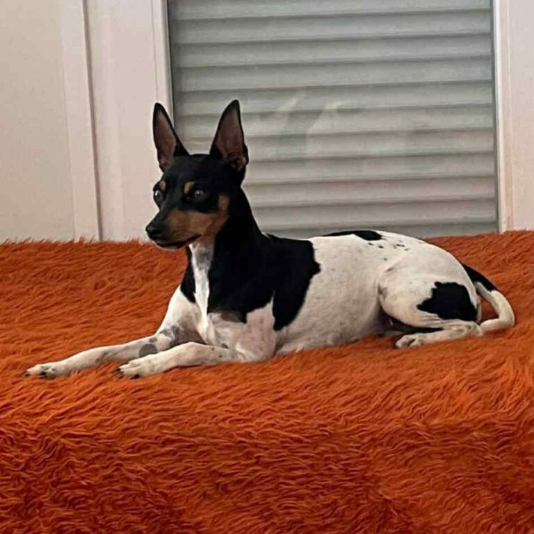 6-CCh.Randeros Gema dite Salsa