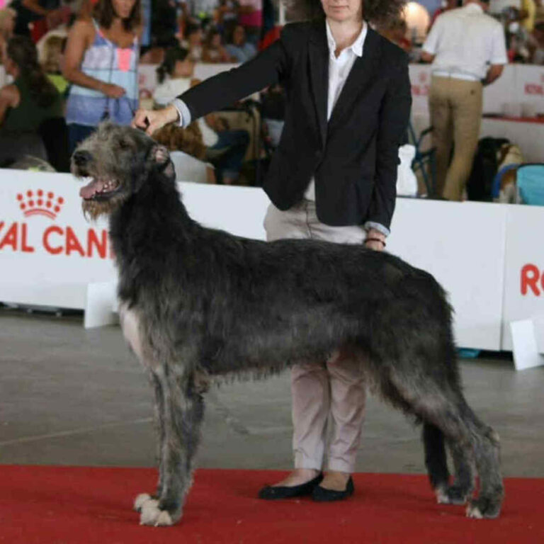 6- Ch.Mooky of Muma_