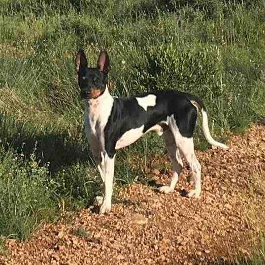 6- Ch.Randeros Révolution Fabreman dit Pepito_