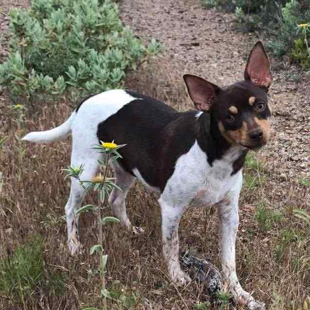 6- Ch.Randeros Señorita Muma dite Pippa