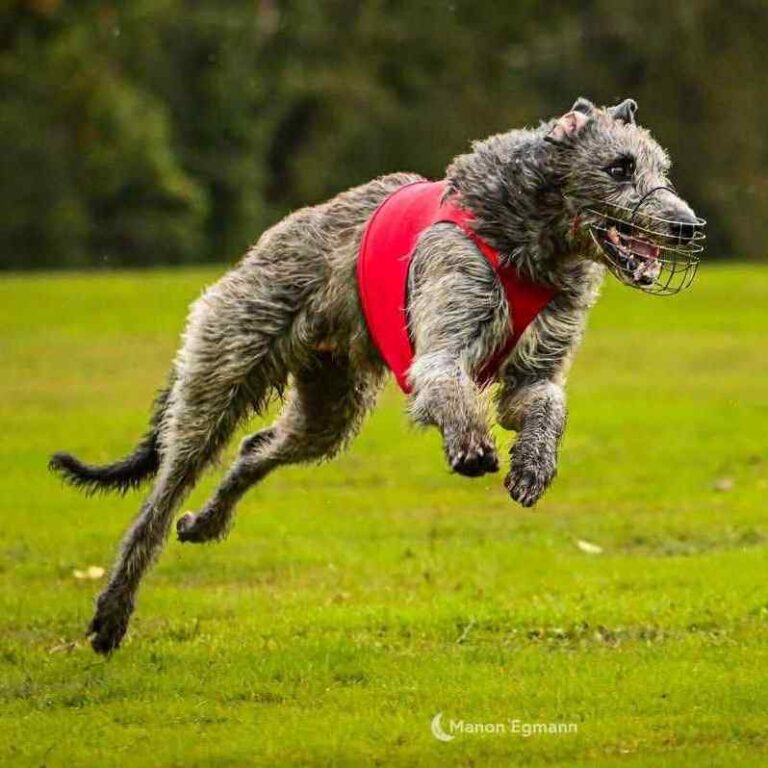 6-Ch.Shaïgan of Muma