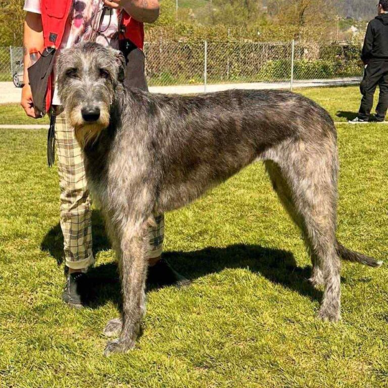 6- Ch.Taïga of Muma