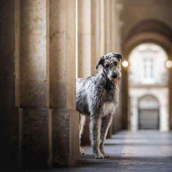 6- Ch.Unique of Muma