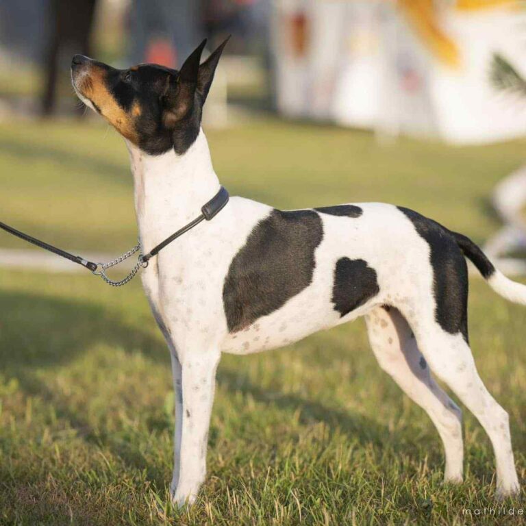 6- Ch.Ursule of Muma