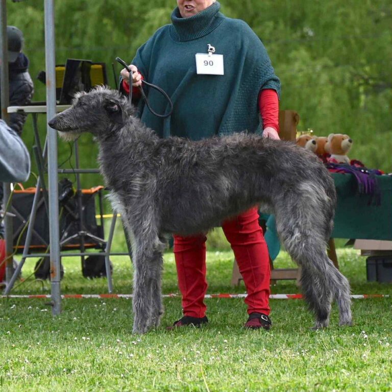 6-Ch.Valacar of Muma