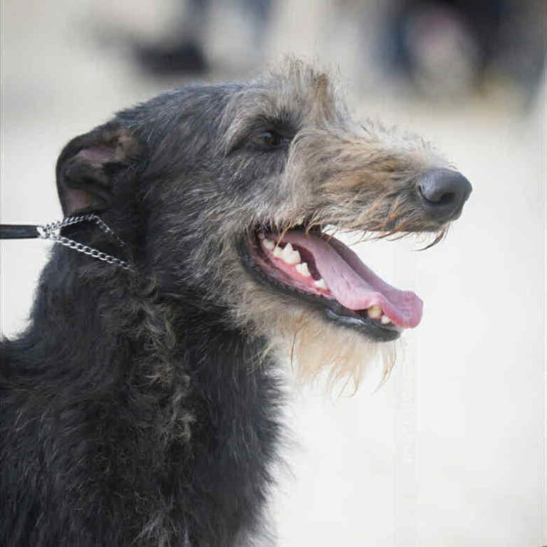 7-Ch.Eynhallow’s Eden at Muma