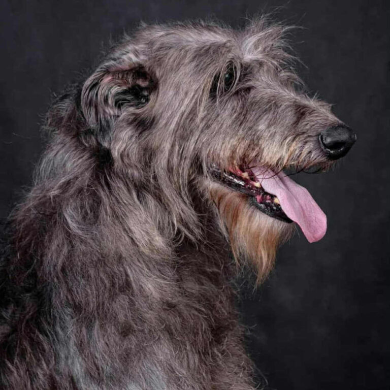 7-Ch.Mustang Shelby of Muma to Khlan