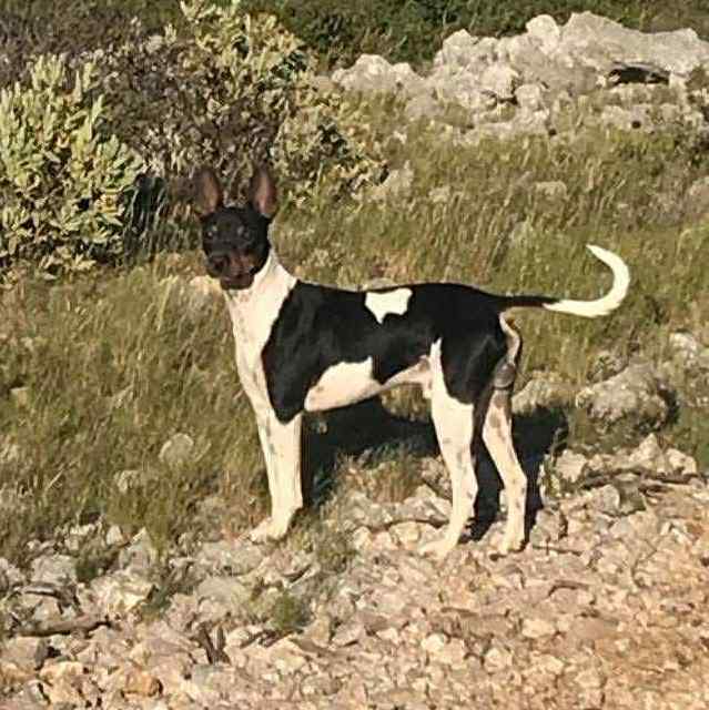 7- Ch.Randeros Révolution Fabreman dit Pepito_