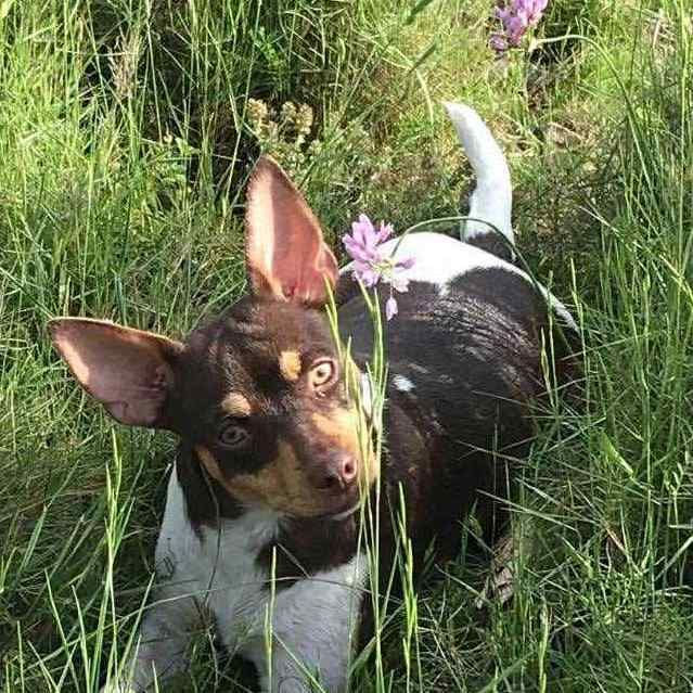 7- Ch.Randeros Señorita Muma dite Pippa