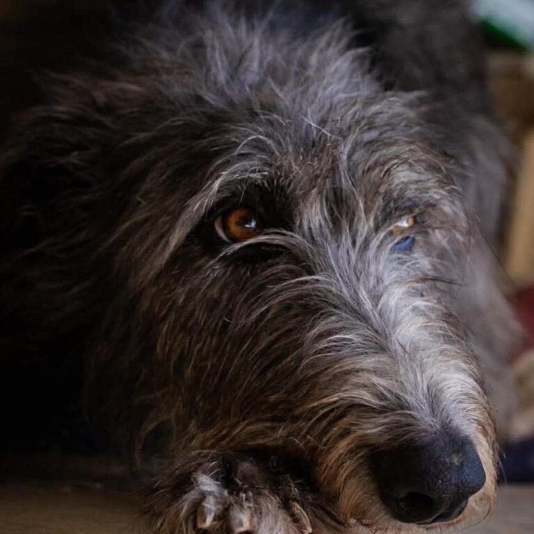 7- Ch.Rough Tartan of Muma