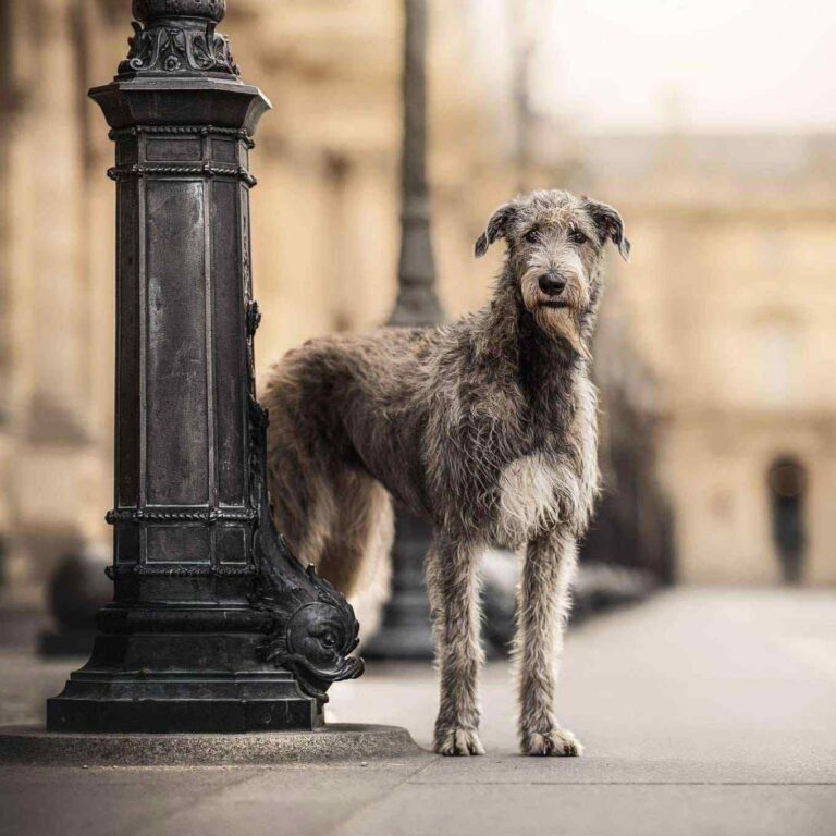 7- Ch.Unique of Muma_