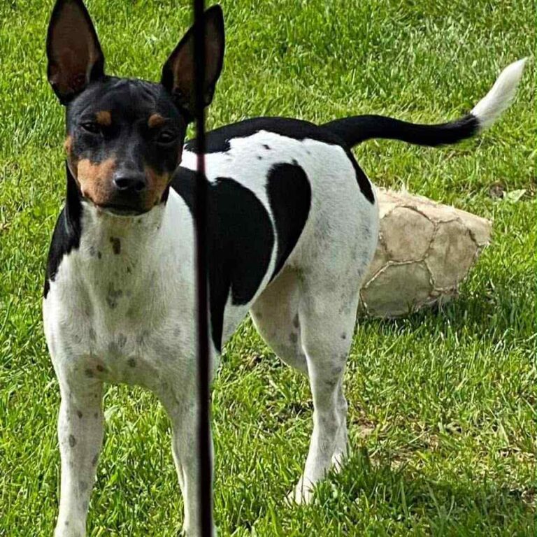 7- Ch.Upsala of Muma_