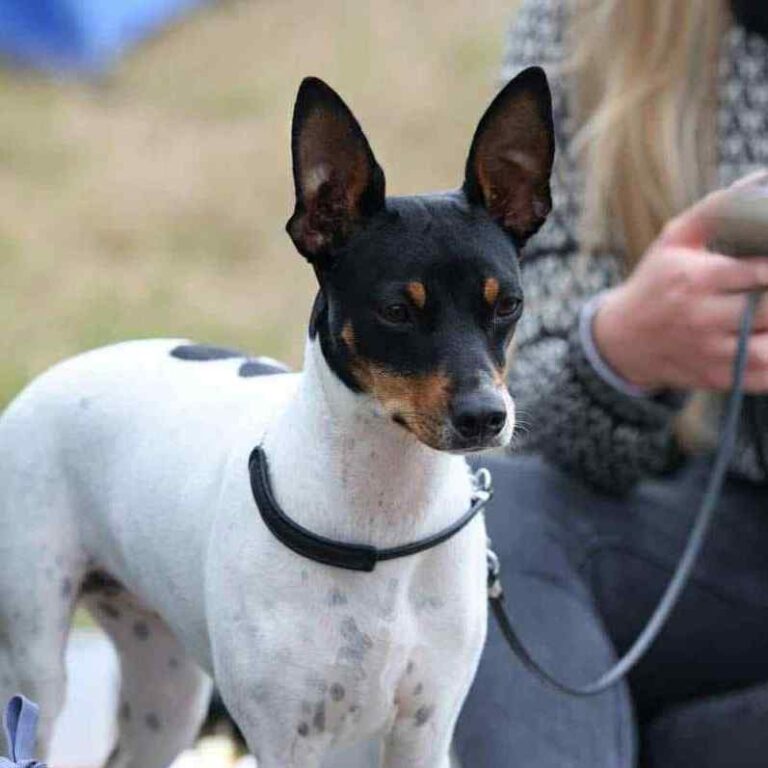 7- Ch.Ursule of Muma