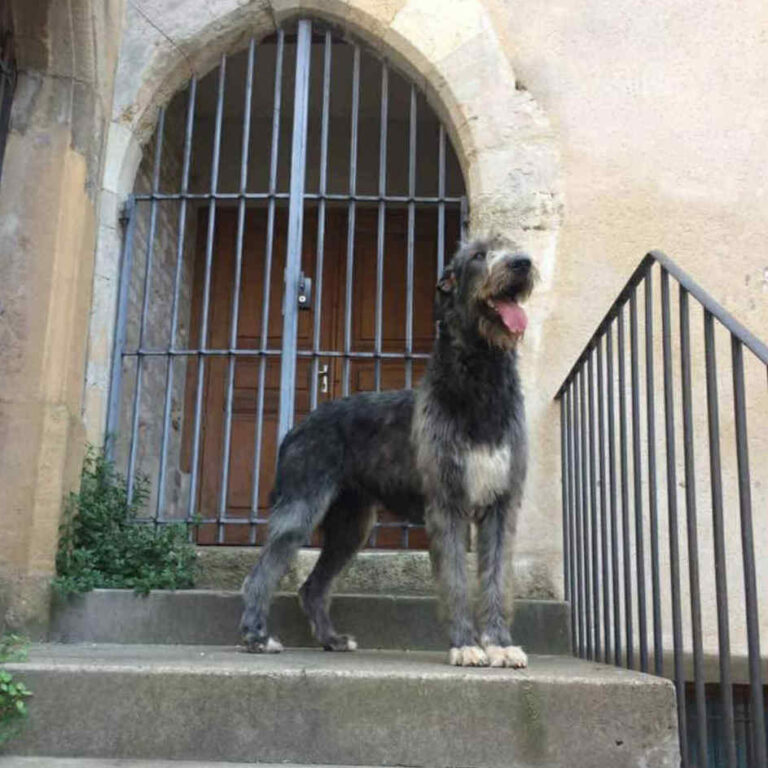 8- Ch.Mooky of Muma_