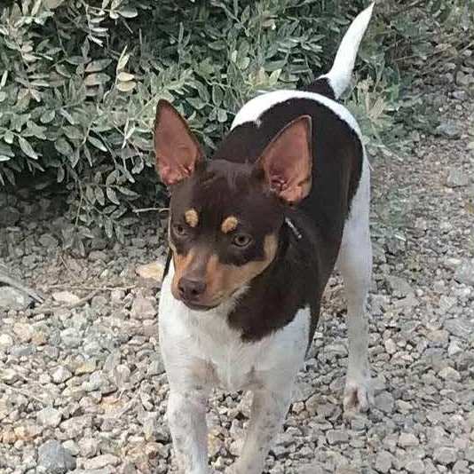 8- Ch.Randeros Señorita Muma dite Pippa