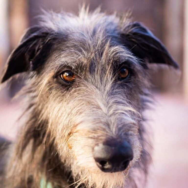 8- Ch.Rough Tartan of Muma