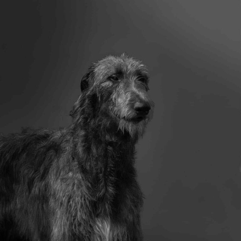 8-Ch.Shaïgan of Muma