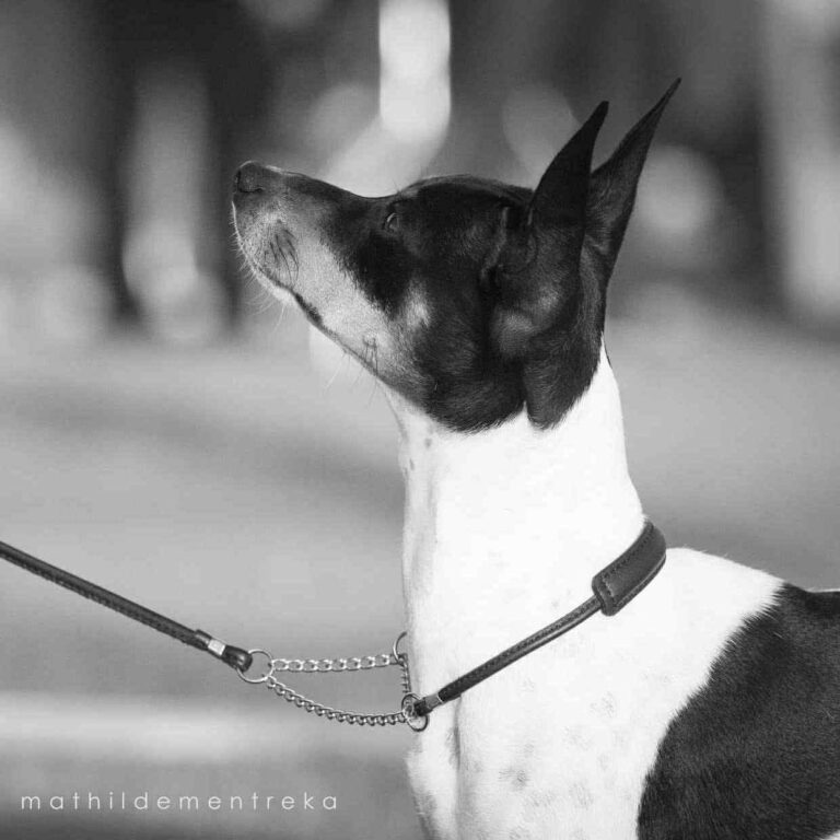 8- Ch.Ursule of Muma