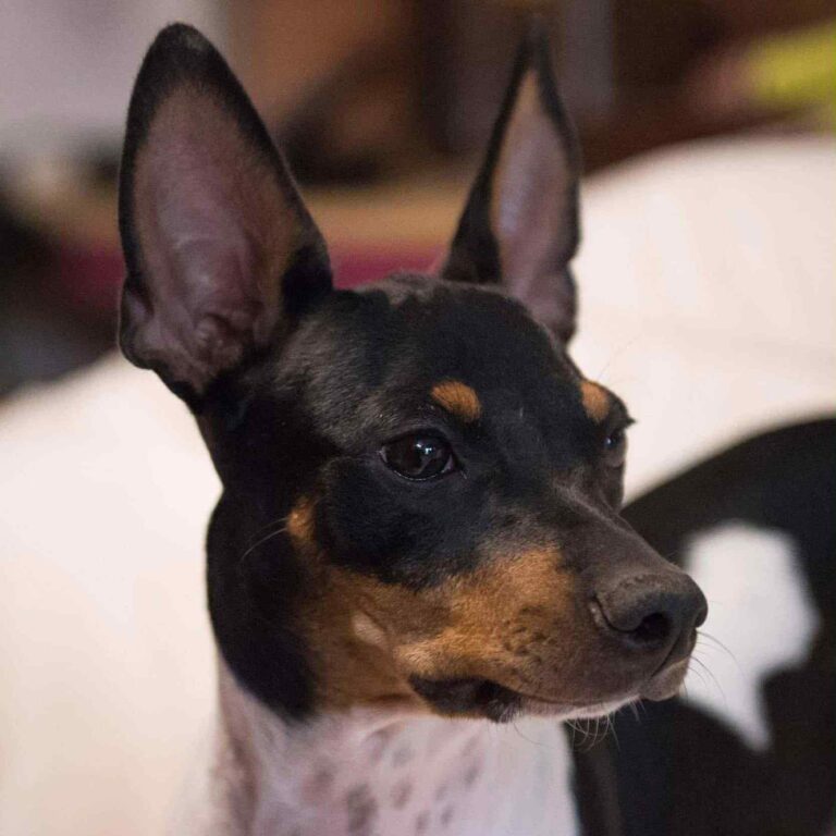 9- Ch.Randeros Révolution Fabreman dit Pepito_