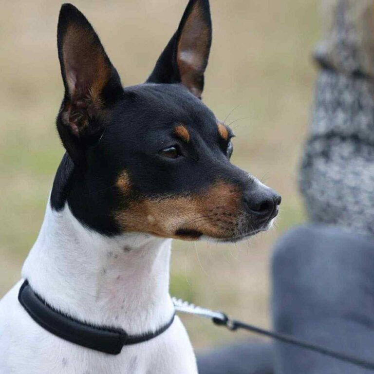 9- Ch.Ursule of Muma